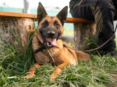 Ares