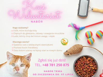 Nabór na Koci Wolontariat
