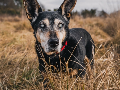 Psiaki w obiektywie Dzika Fota
