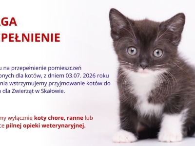 Uwaga - czasowe wstrzymanie przyjmowania kotów do schroniska