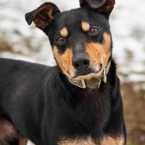 Roki