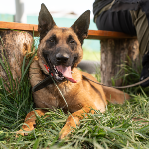 Ares